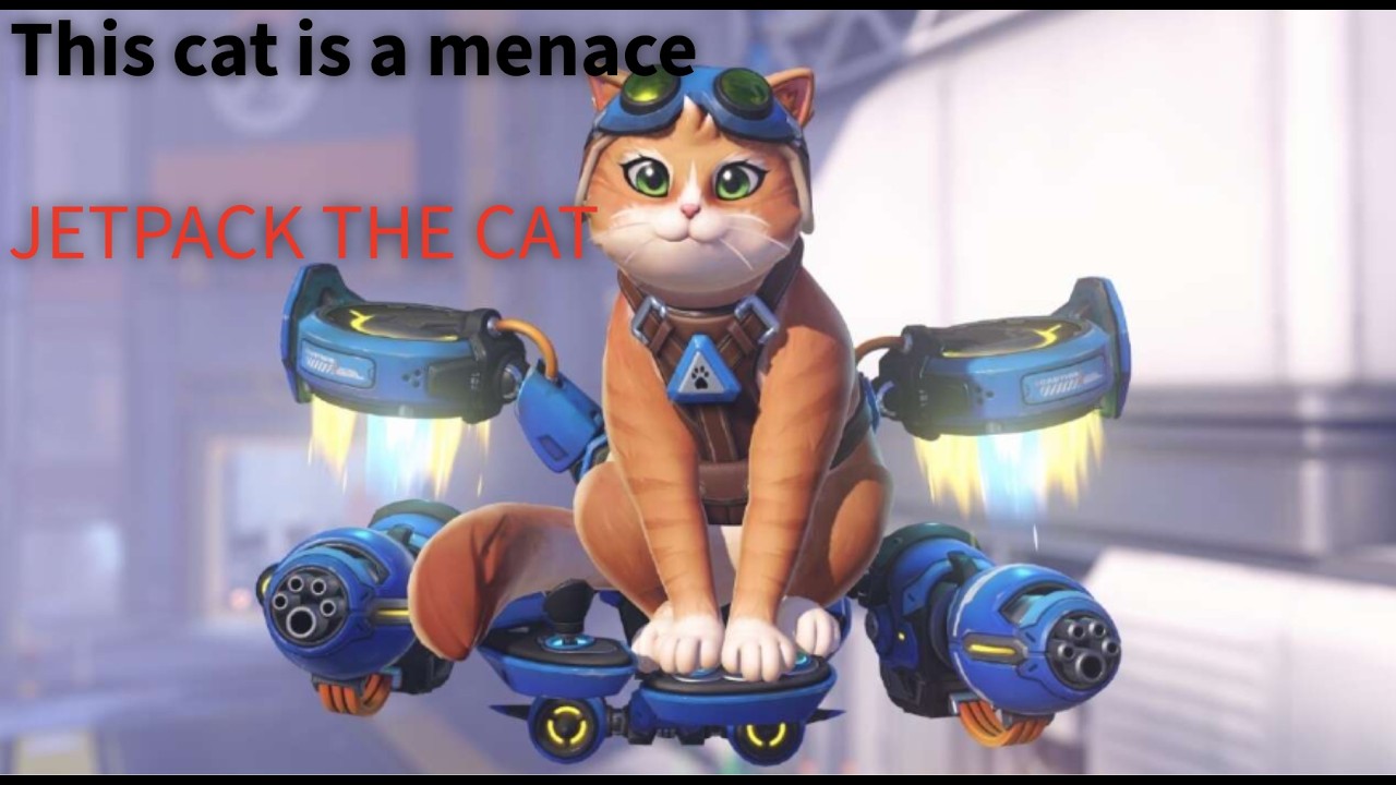jetpack the cat is the funnest cat ever