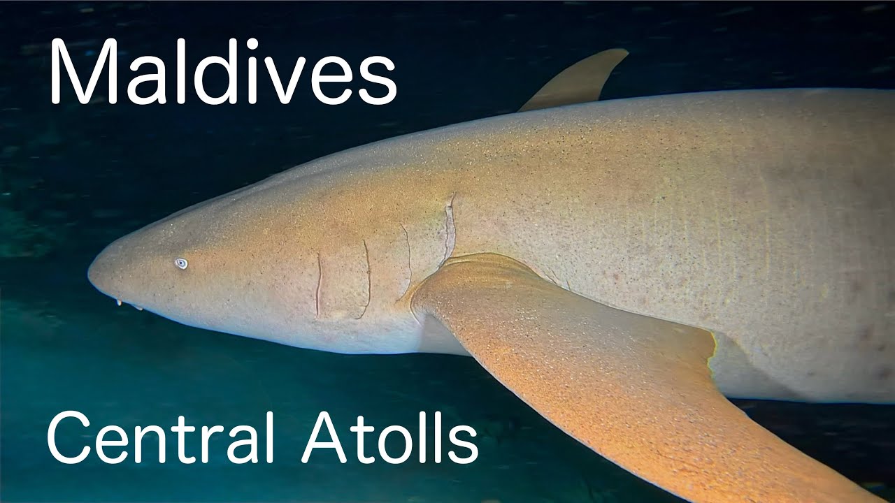 Diving the Maldives - Central Atolls (4K)
