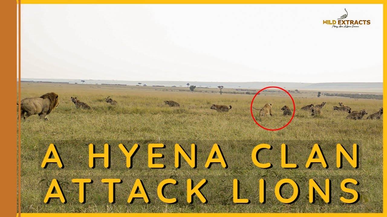 A Hyena clan attacks Lions|| Wild Extracts