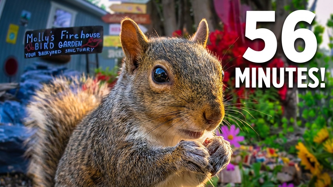 Brownie’s Big Day: 56 Minutes of Non-Stop Squirrel Antics! 🐿️🥜