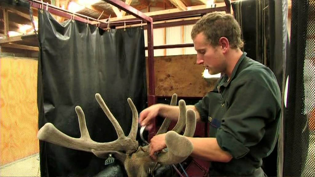 New Zealand Deer Velvet