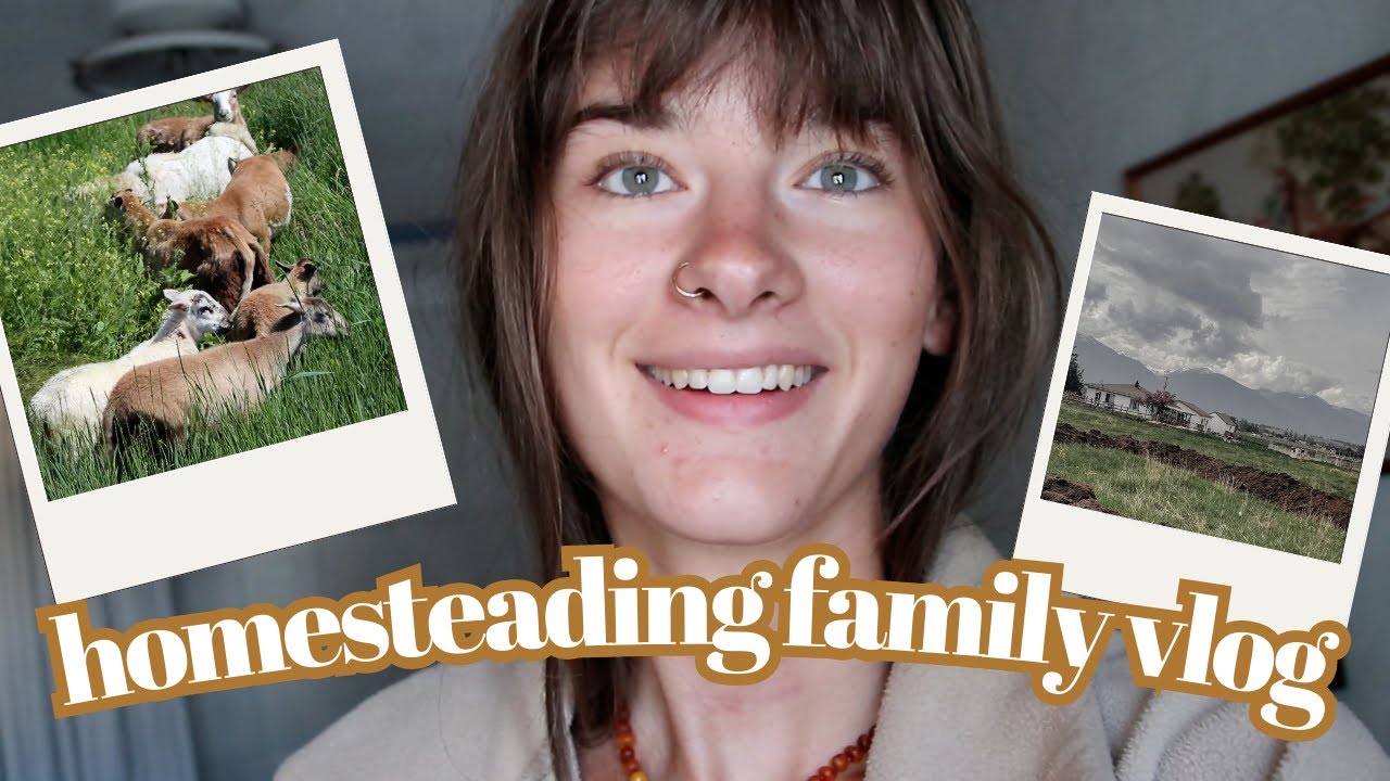 Homesteading Family Vlog | A Day In Our Lives | Moving pigs and sheep