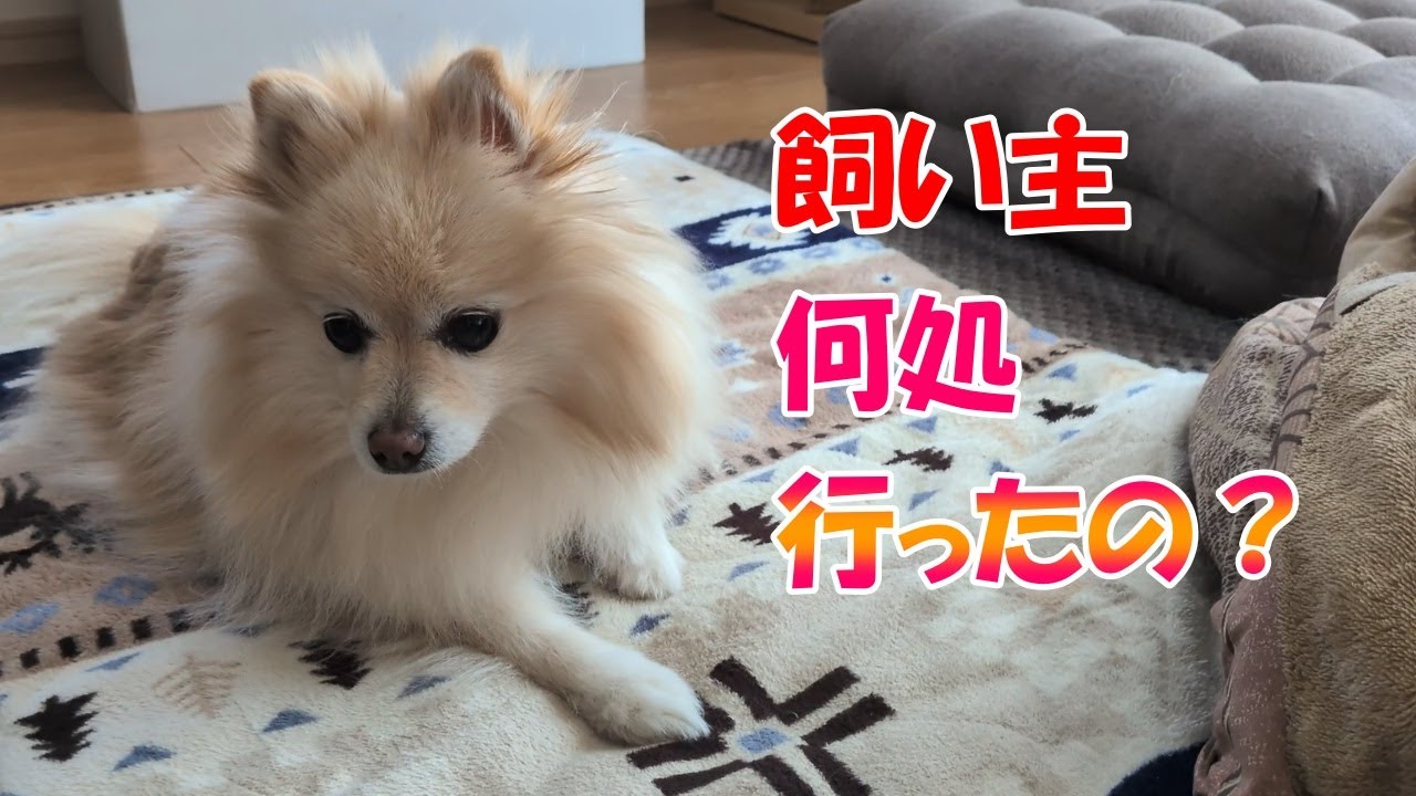 ポメラニアンは、いつもいる飼い主がいないとこうなります。