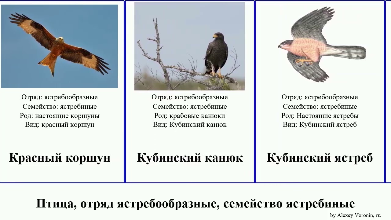 Птица, отряд ястребообразные, семейство ястребиные канюк орёл коршун лунь хохлатый африканский сип