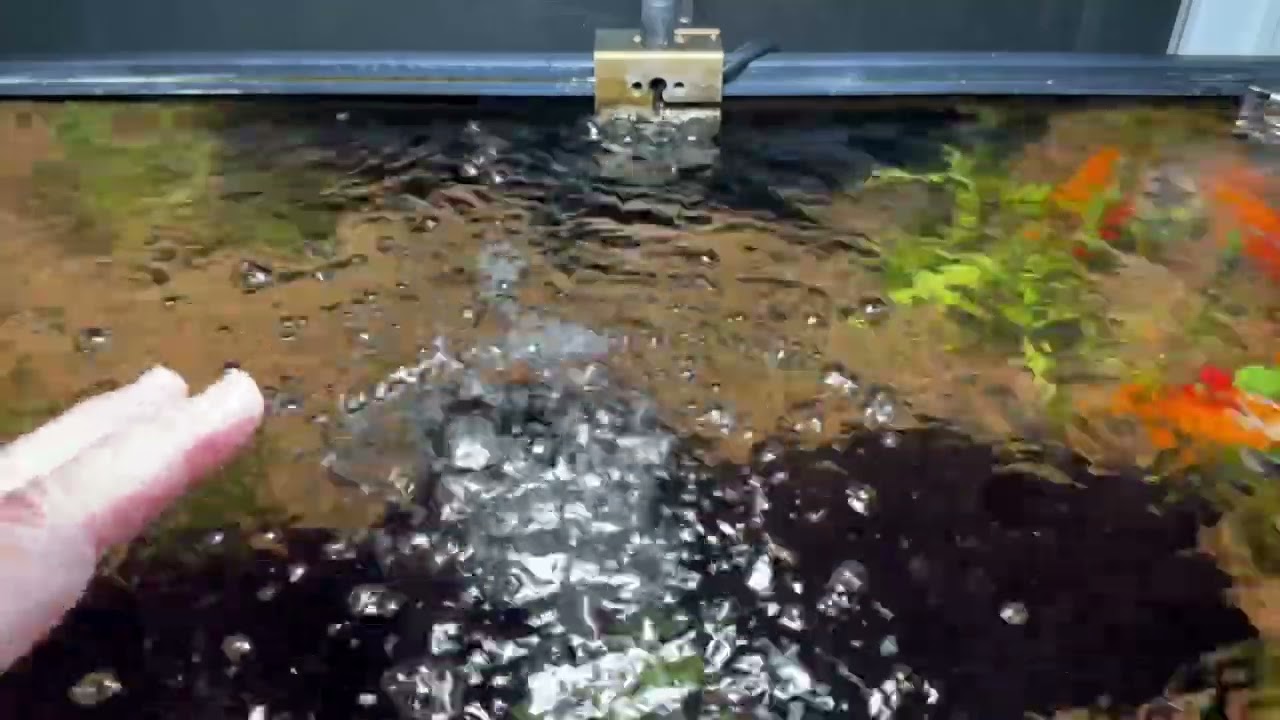 Bubbles that won’t pop on top of your tanks water. Do you have too much protein in your aquarium?