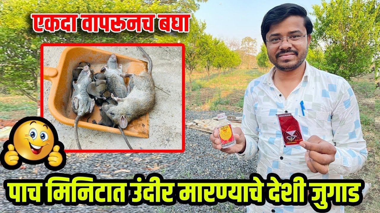 उंदीर मारण्याचे देशी जुगाड | घुस मारण्याचा घरगुती उपाय | Krushi manthan #उंदीर #घूस