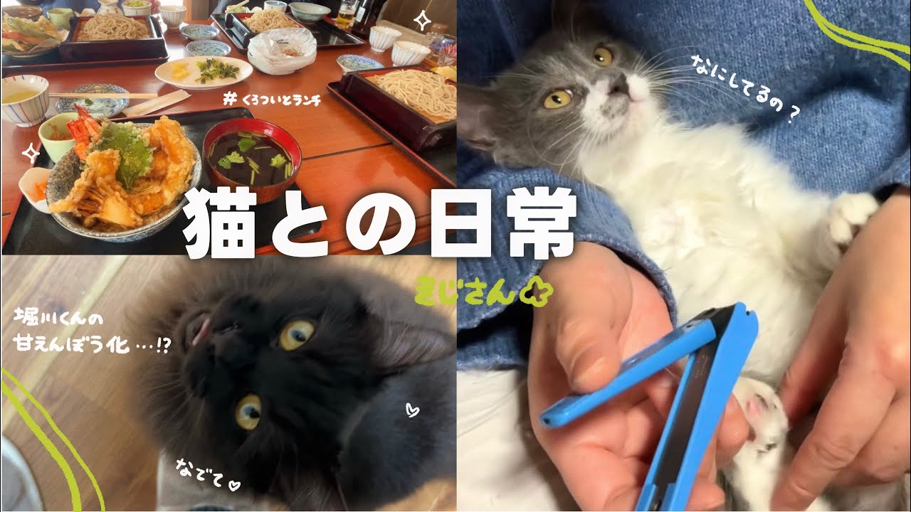 【ねことの日常Vlog】 爪切りチャレンジ！いい子にできるかな？ | 堀川くんのスリスリが止まらなくてキュンキュンも止まらない😭💘 【保護猫シェルター】