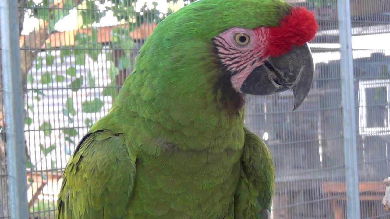George the Military Macaw in Full HD 1080P