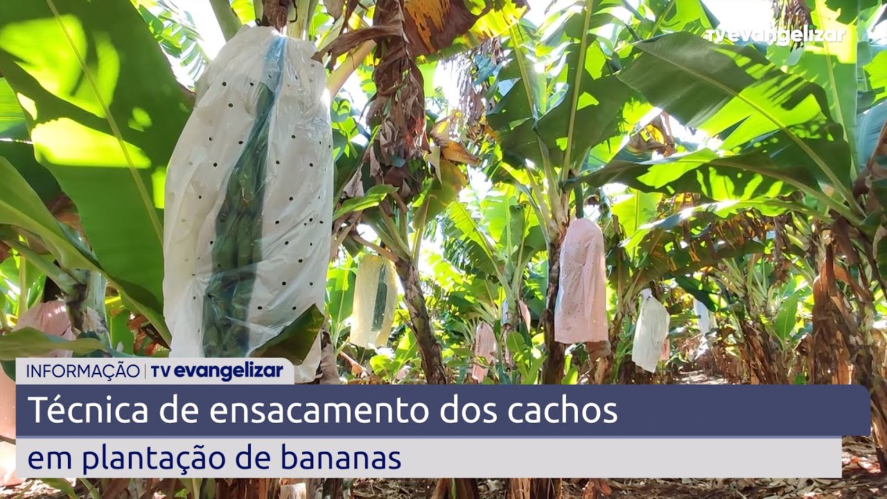 Técnica de ensacamento dos cachos em plantação de bananas