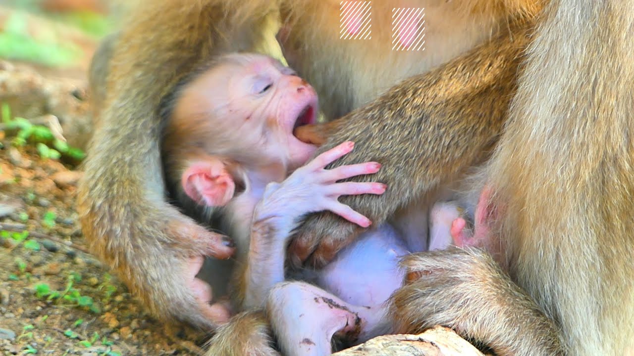Oh no...Baby monkey SACKY don't it your mommy monkey SAHSA finger.