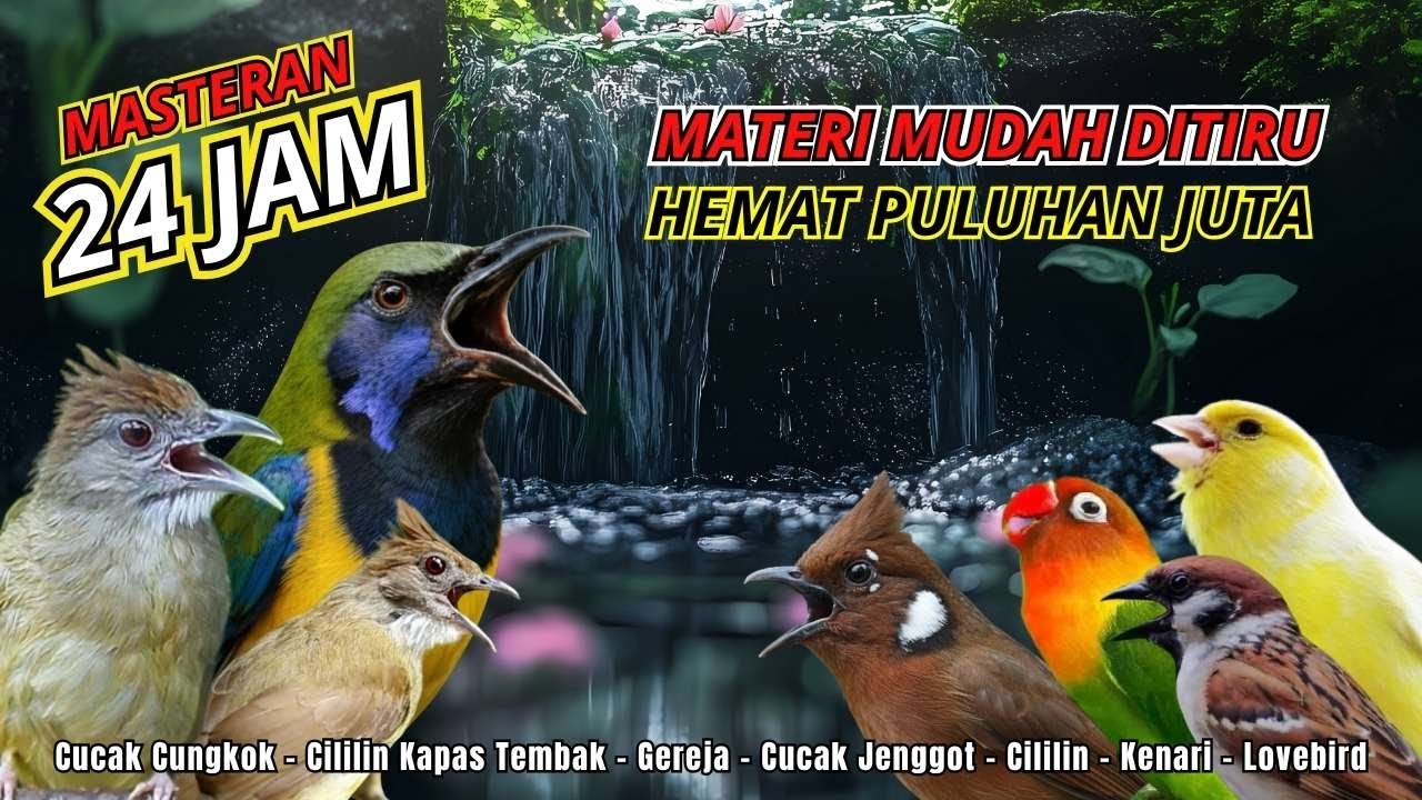 MASTERAN AMPUH MUDAH DITIRU UNTUK BURUNG FIGHTER - 24 JAM NONSTOP