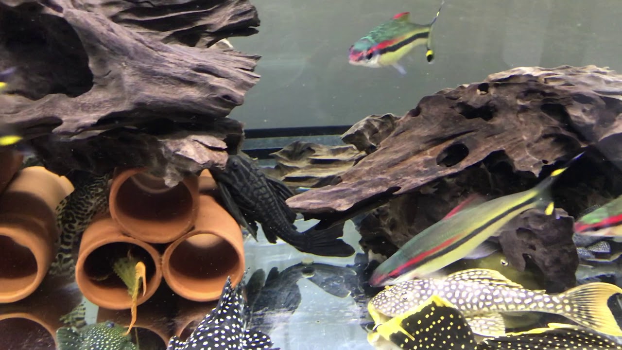 異形缸 Pleco tank 2019/08/10