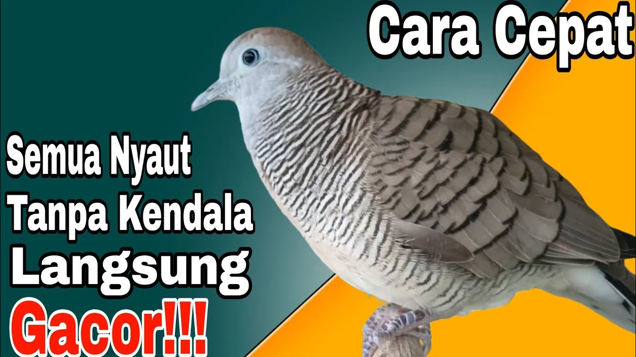 CARA CEPAT BIKIN PERKUTUT NYAUT SEMUA JADI MANGGUNG