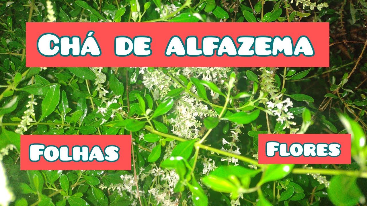 Como fazer o chá de  ALFAZEMA! p/Auxilia o sono e controlar o estresse e a ansiedade.#depressåo