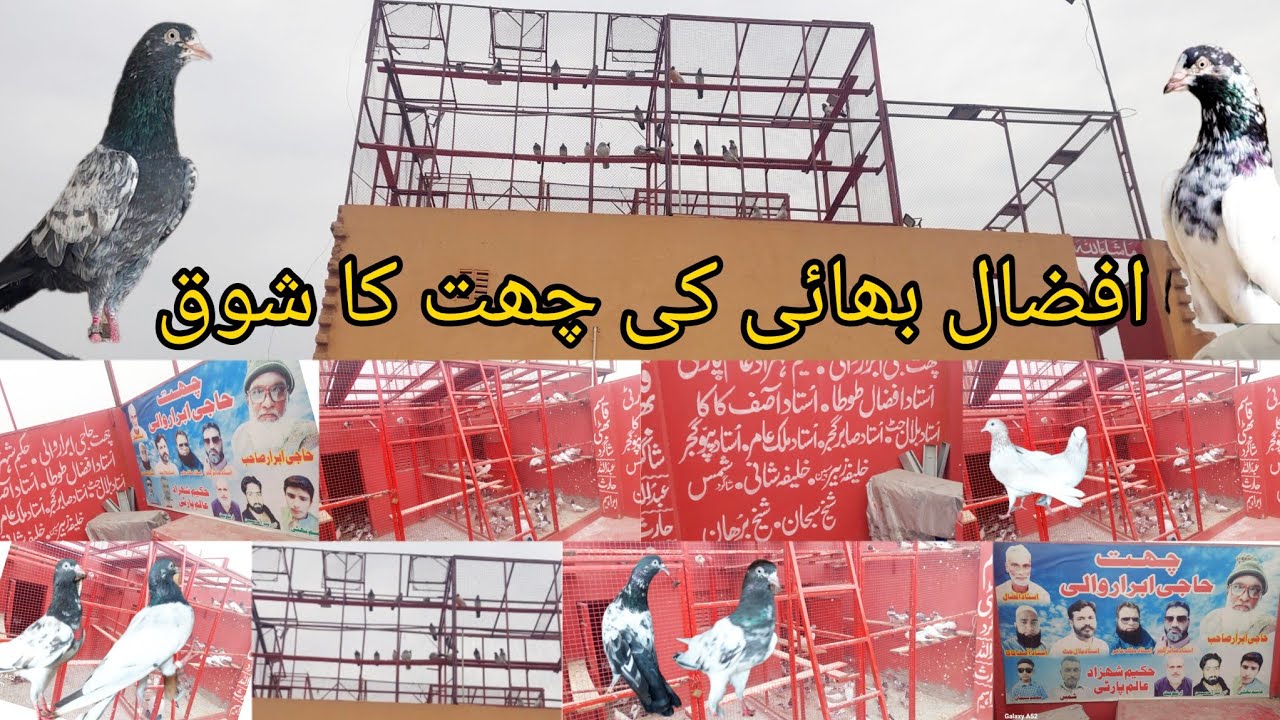 Bazi Kabootar Ki Video || Kabootar Bazi New Punjab lahoore || youtube Burhanbirds