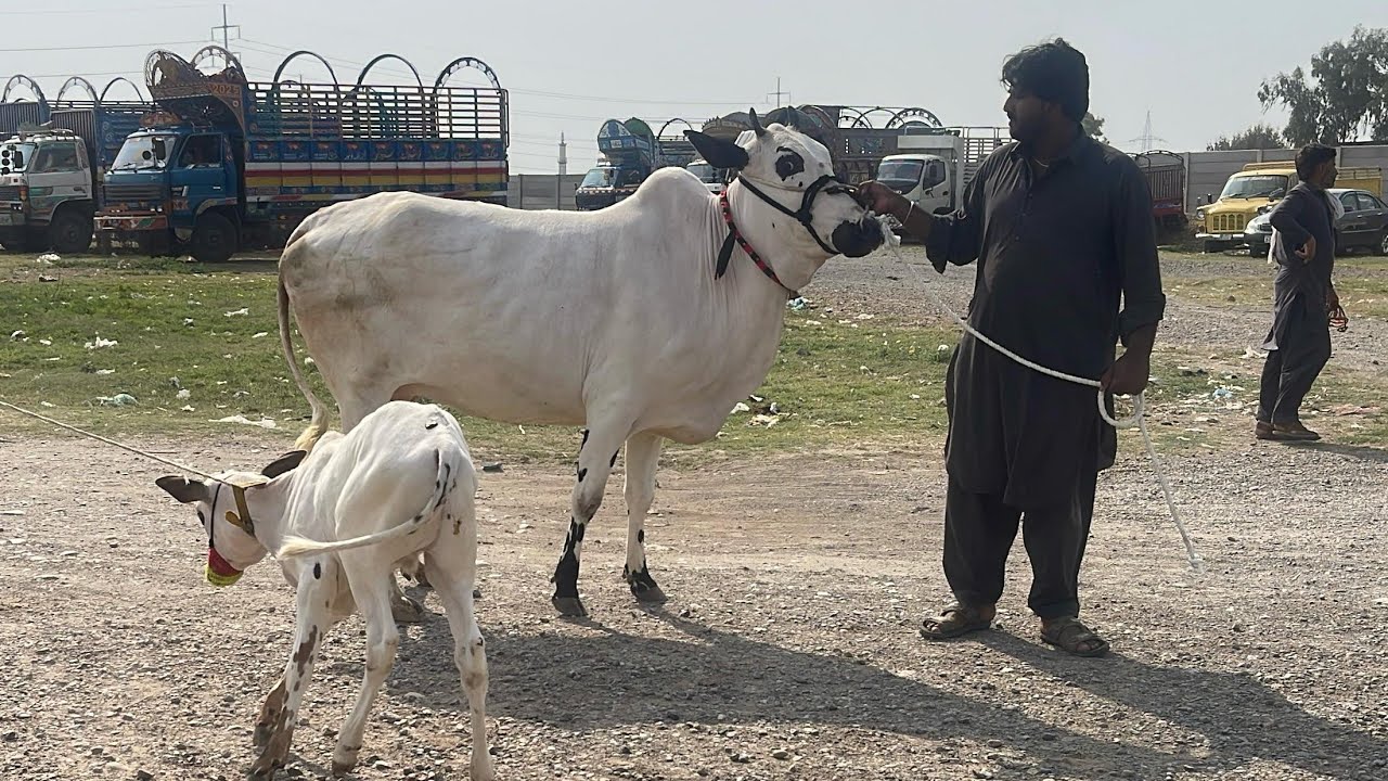 Mandra mandi Rawalpindi 9/4/2025 latest update ll part 3 ll taxila mandi ll Jamil tv ll