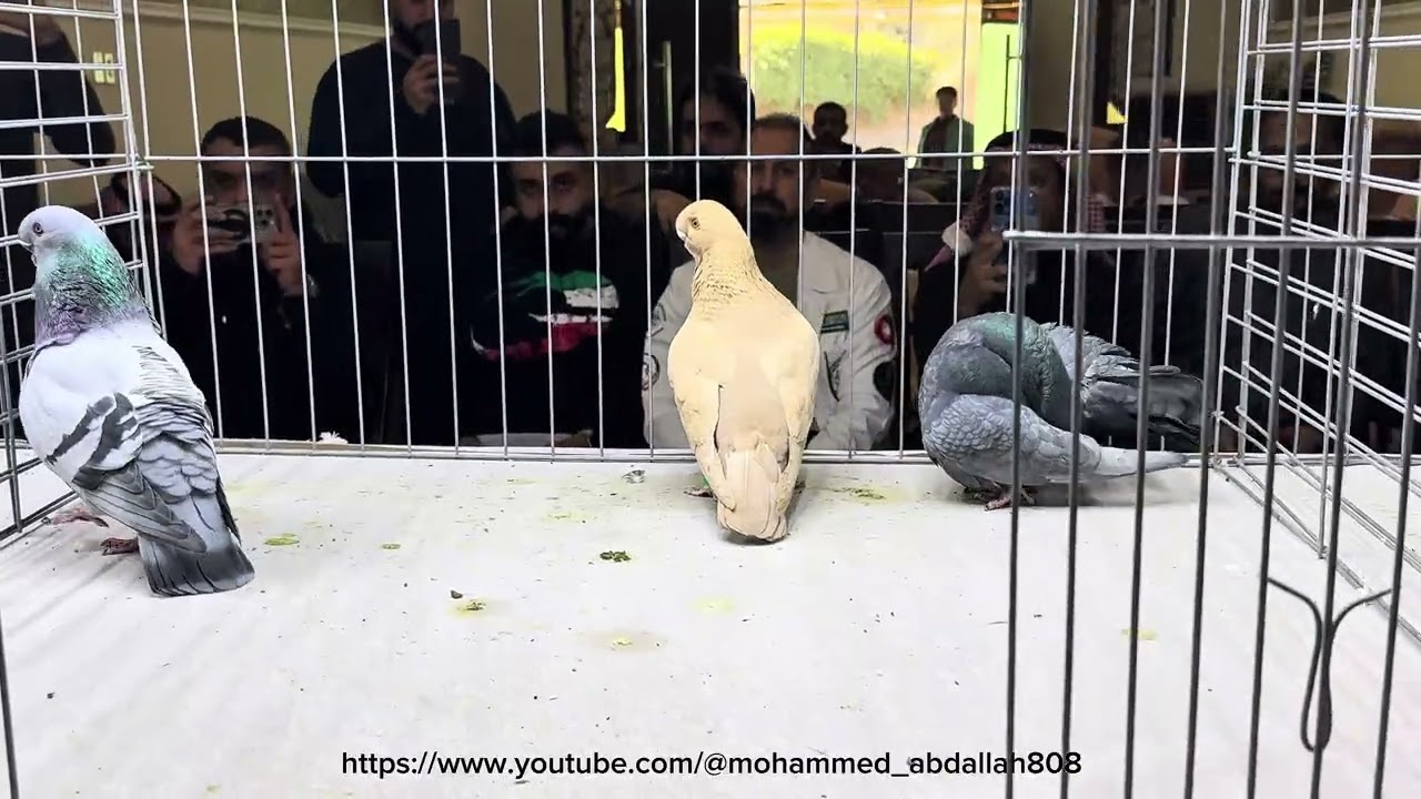 African owl Saudi club Grand champion Black Reserve 1nd Indonesian Reservd  2nd Blue Bar 31/1/2026