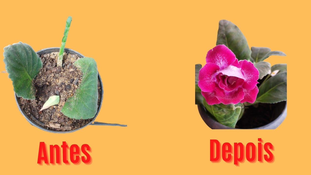 como fazer mudas de gloxinia