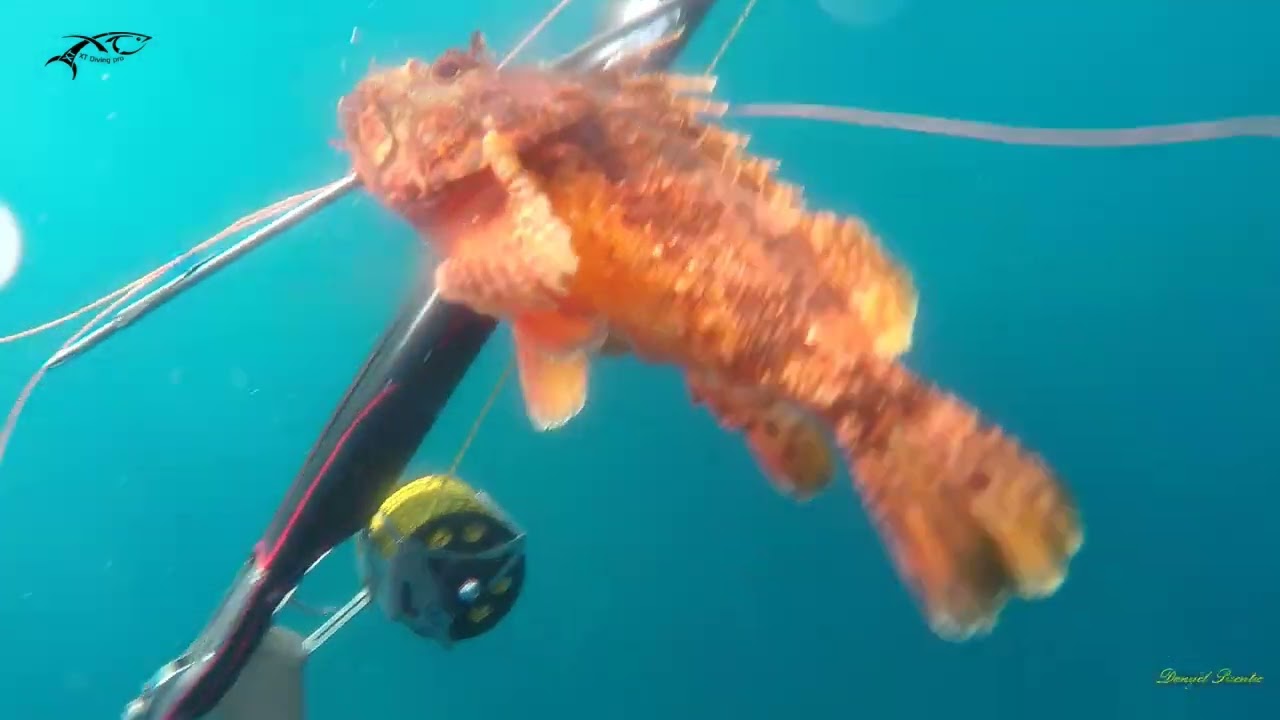 XT Diving Pro Team - Spearfishing Croatia 1