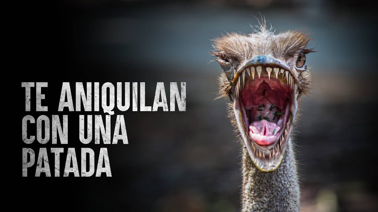 Cómo Sobrevivir el ataque de una avestruz