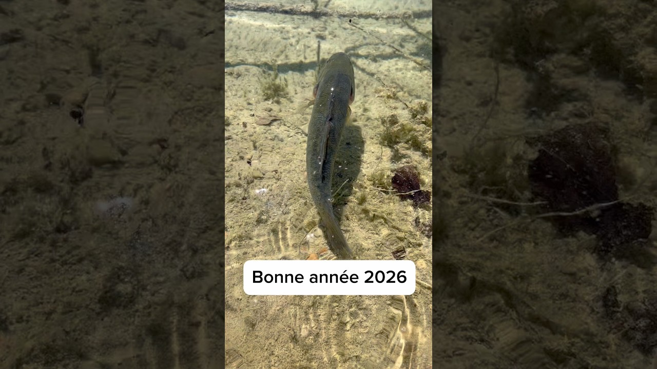 С Новым 2026 годом, любителями рыбалки, охоты и страсти! 