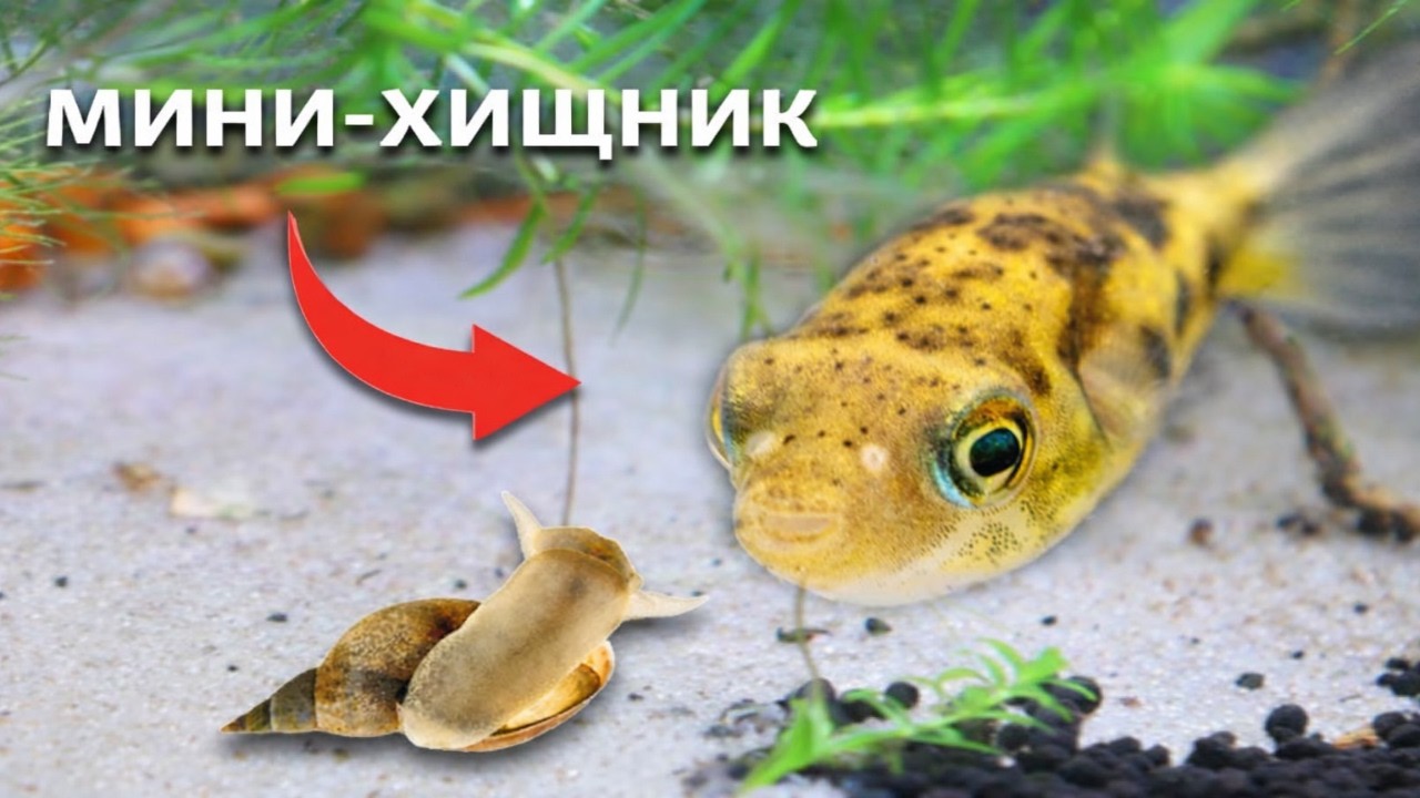 Я создал экосистему для рыбы-фугу.