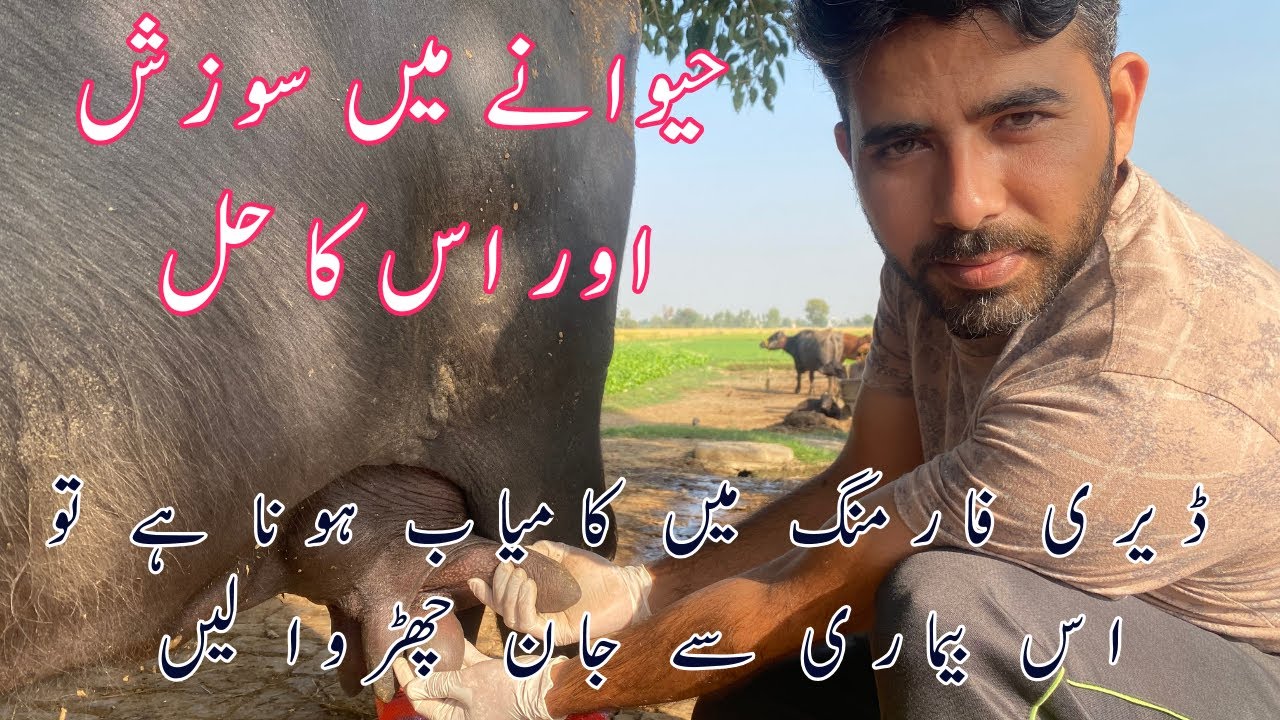 Mastitis in Buffalo | حیوانے کی سوزش | Dr Furqan Basheer |