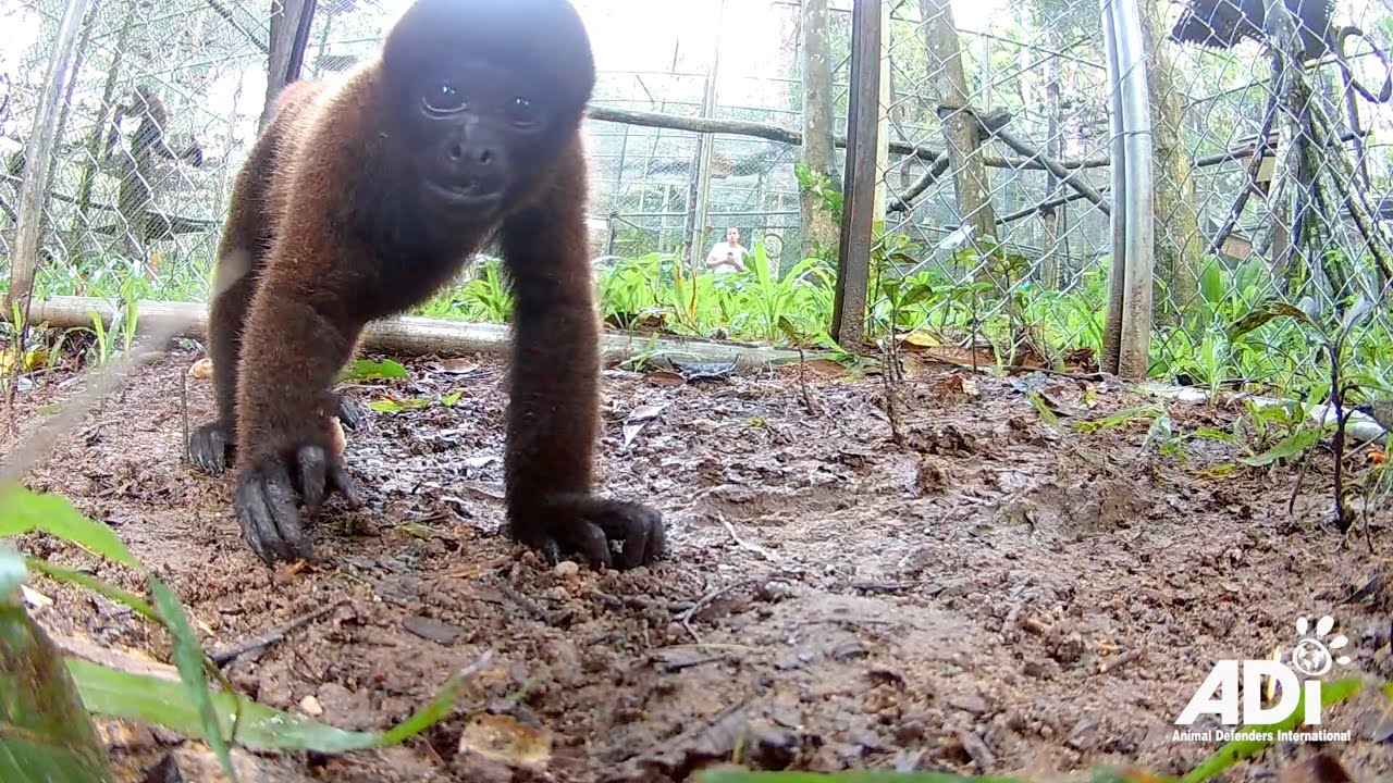 A Monkey's Miracle