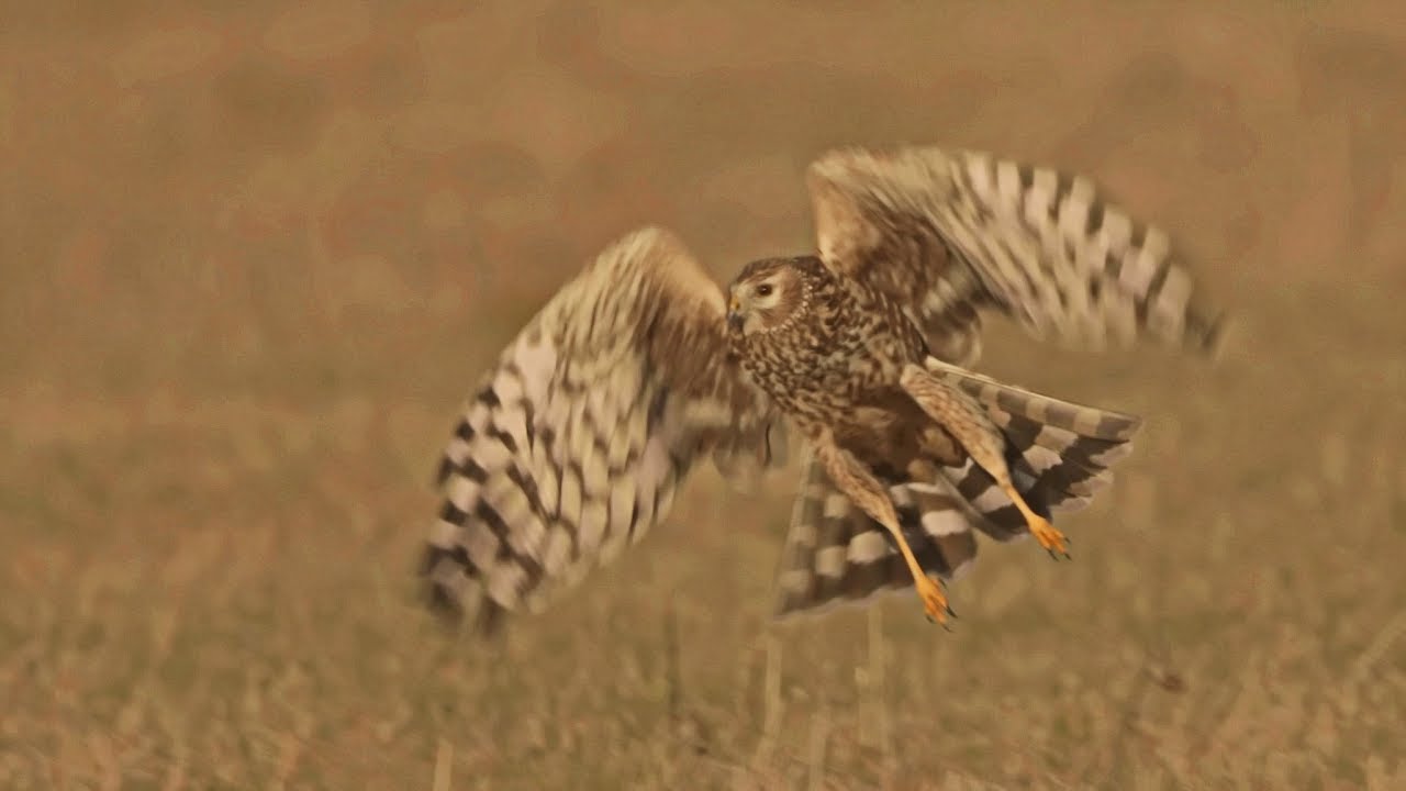Hen Harriers spend winter in Germany....in 4K