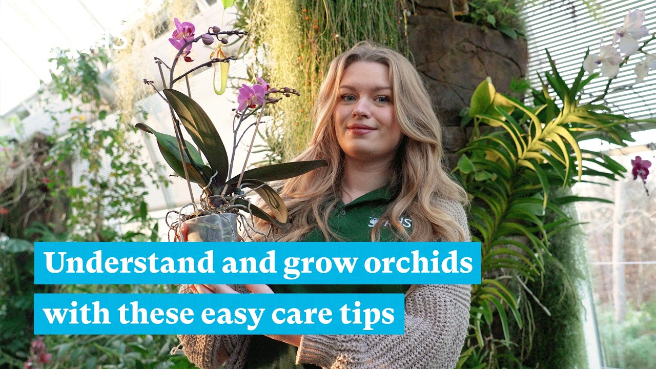 How to grow and care for orchids | The RHS