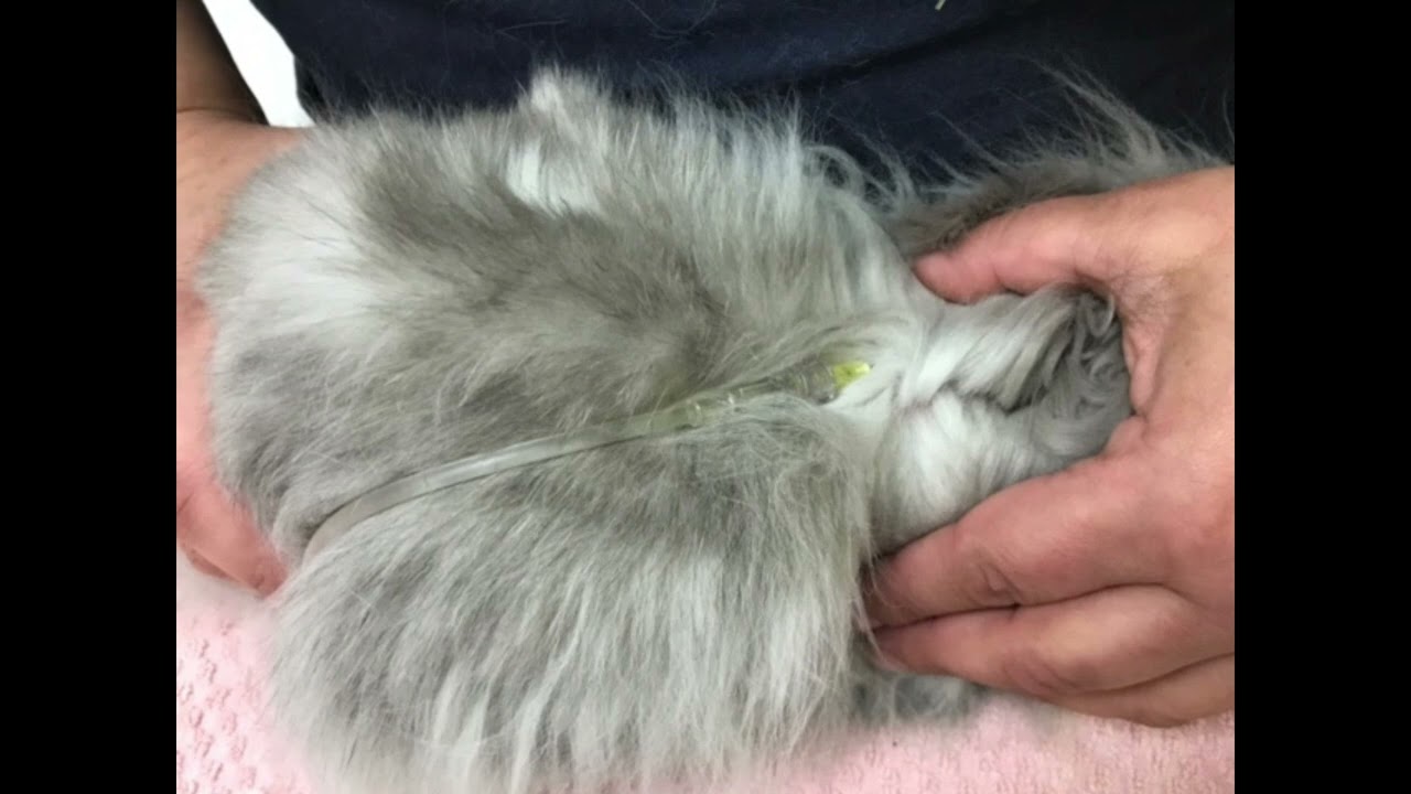 CAEPC How to give subcutaneous fluids to rabbits