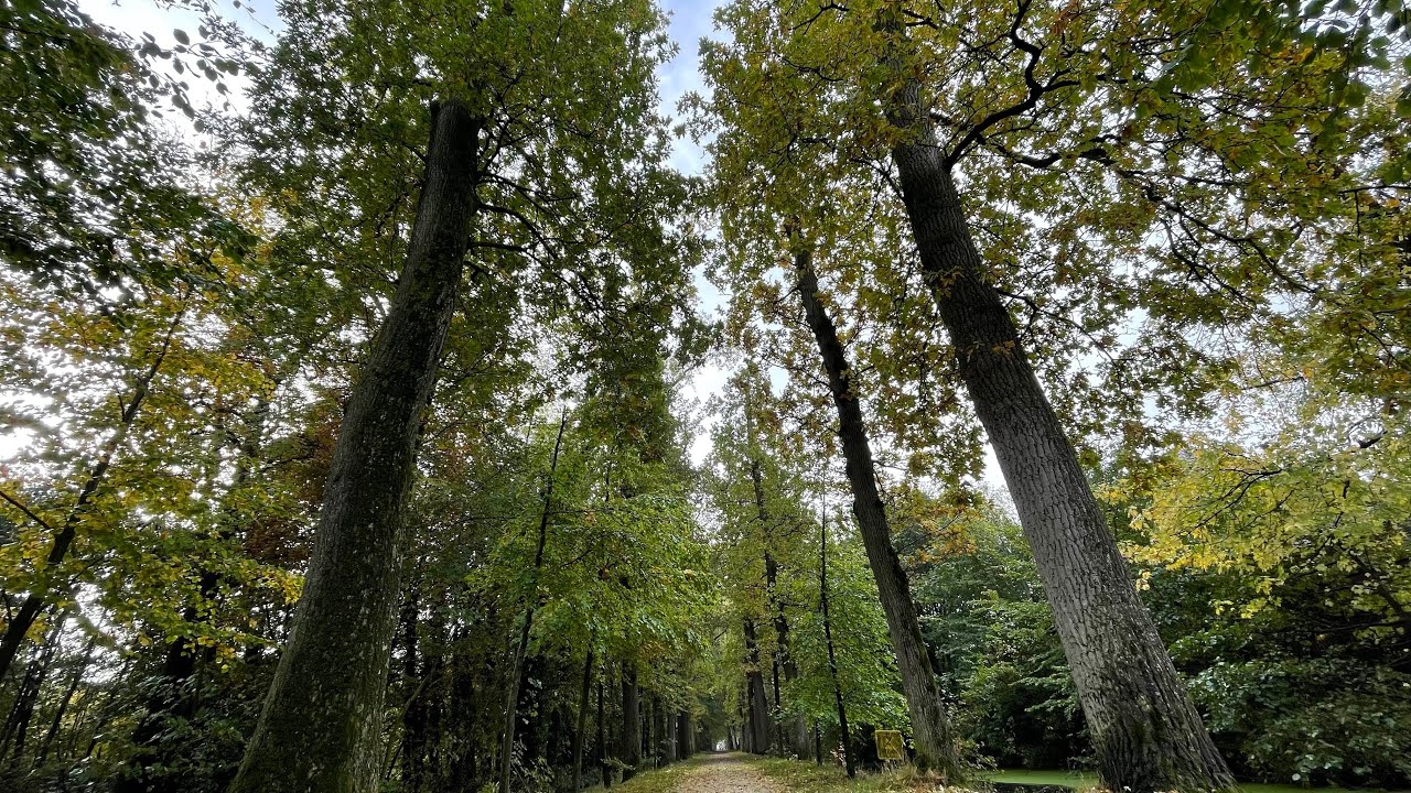 Walking in the forest of Driezum 🍂🌳 (The Netherlands) 4K
