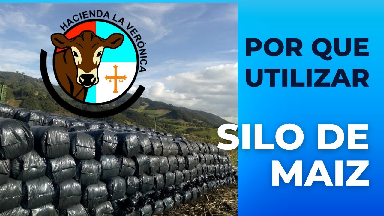 POR QUE UTILIZAR SILO DE MAIZ PARA LA ALIMENTACION DE VACAS LECHERAS