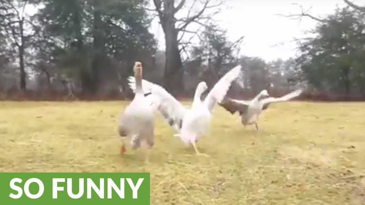 Excited geese run to greet their owner