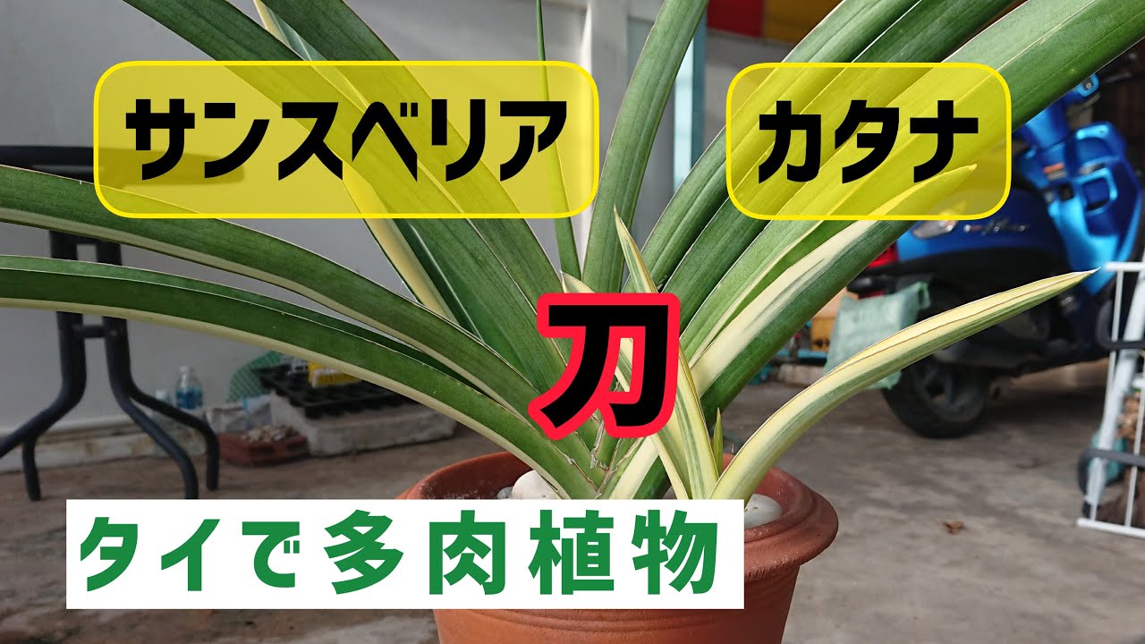 【サンスベリア】サンスベリア 刀(カタナ)