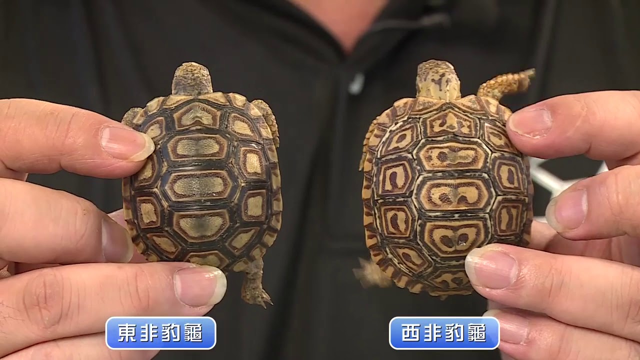 烏龜有沒有-豹龜