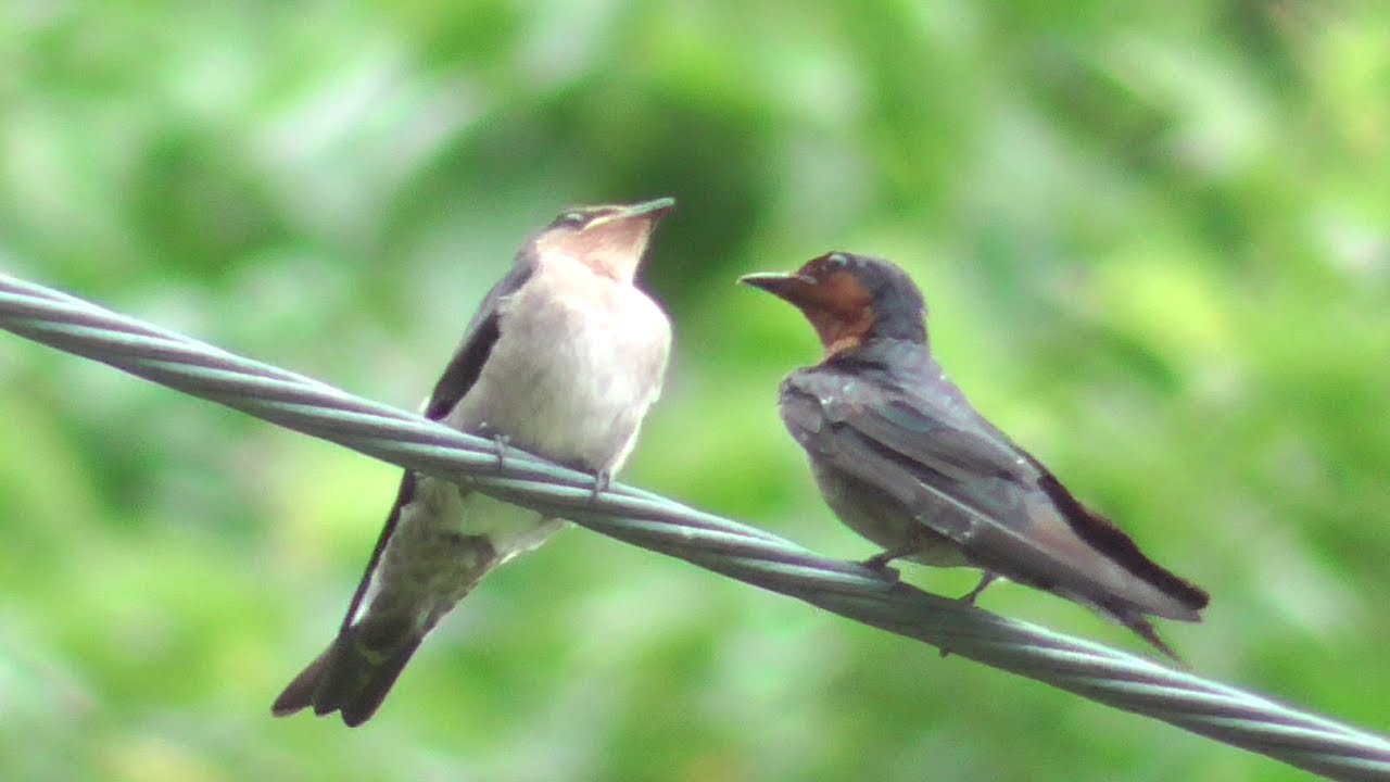 Thailand Series #10 - Assorted Birds