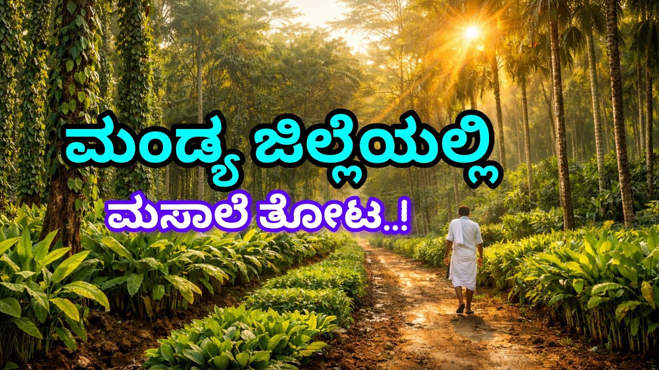 ಮಂಡ್ಯದಲ್ಲಿ ಮಲೆನಾಡಿನ ಸ್ಟೈಲ್ ಮಸಾಲೆ ತೋಟ..!  3 ಎಕರೆಯಲ್ಲಿ ಅದ್ಭುತ ಕೃಷಿ
