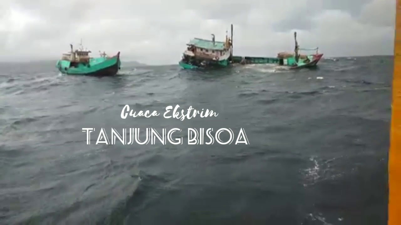 Taju bisoa