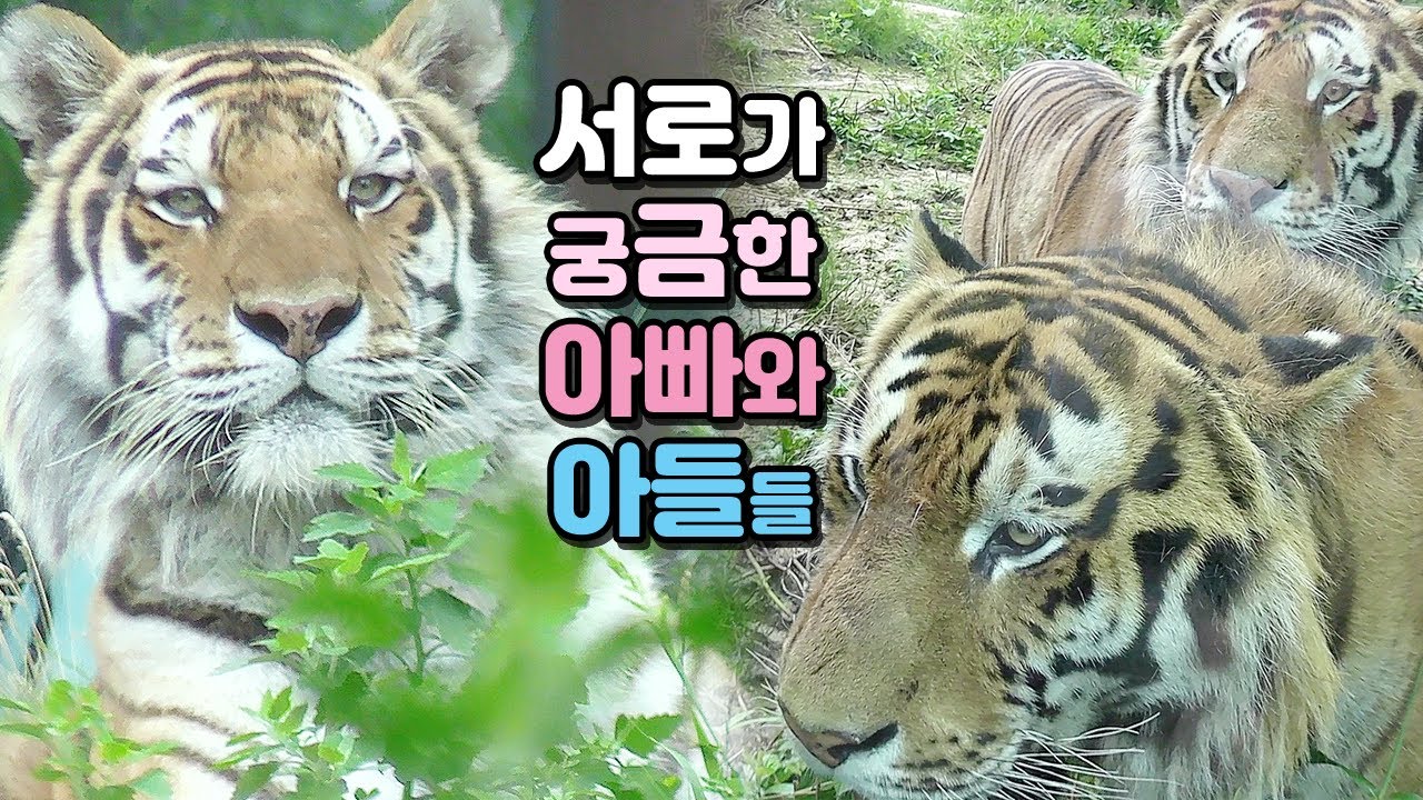 서로가 궁금한 아빠와 아들들 /서울대공원 시베리아 호랑이 조셉&백두&태백