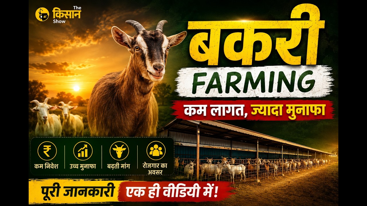 All About Goat Farming - बकरी पालन शुरू से सीखें !