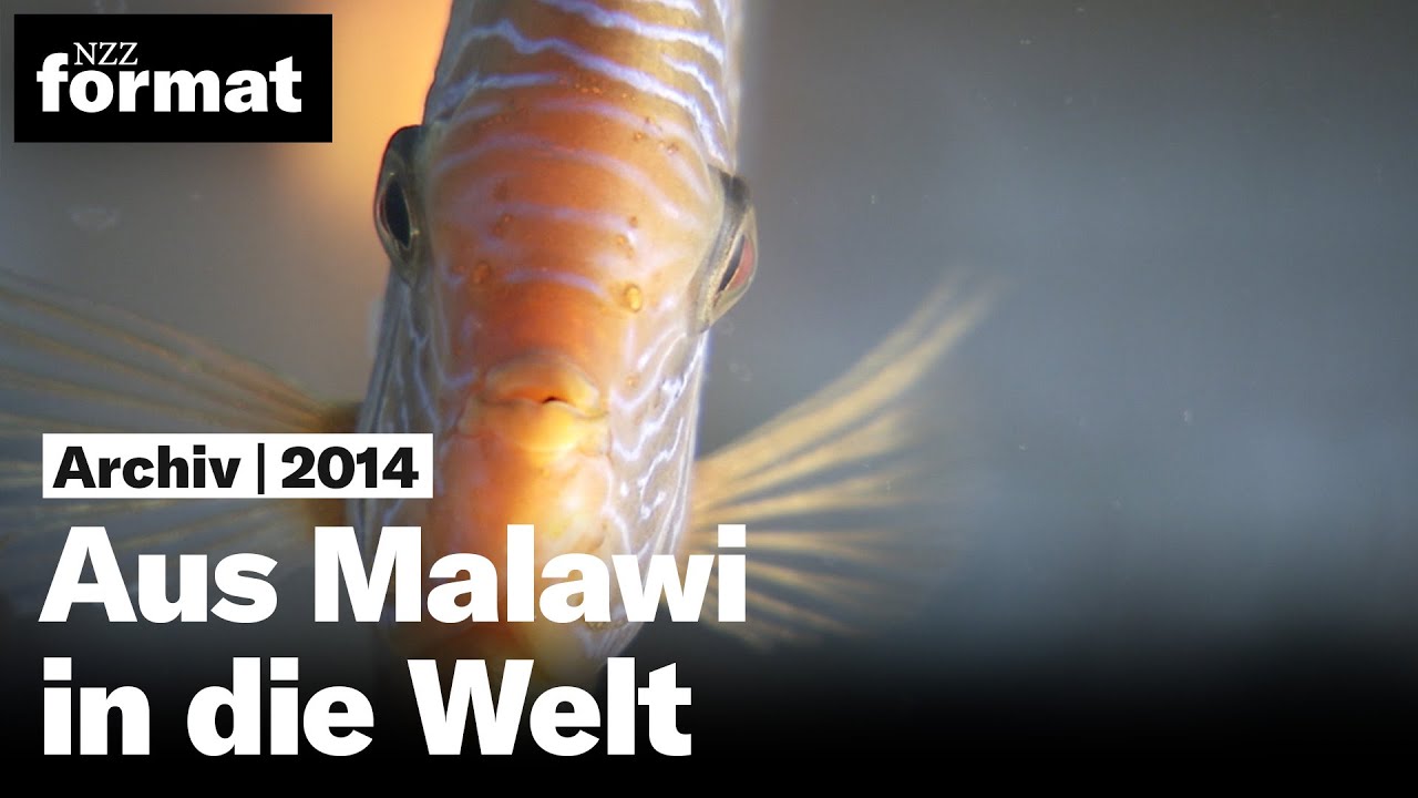 Aus Malawi in die Welt – der Buntbarsch (2014)