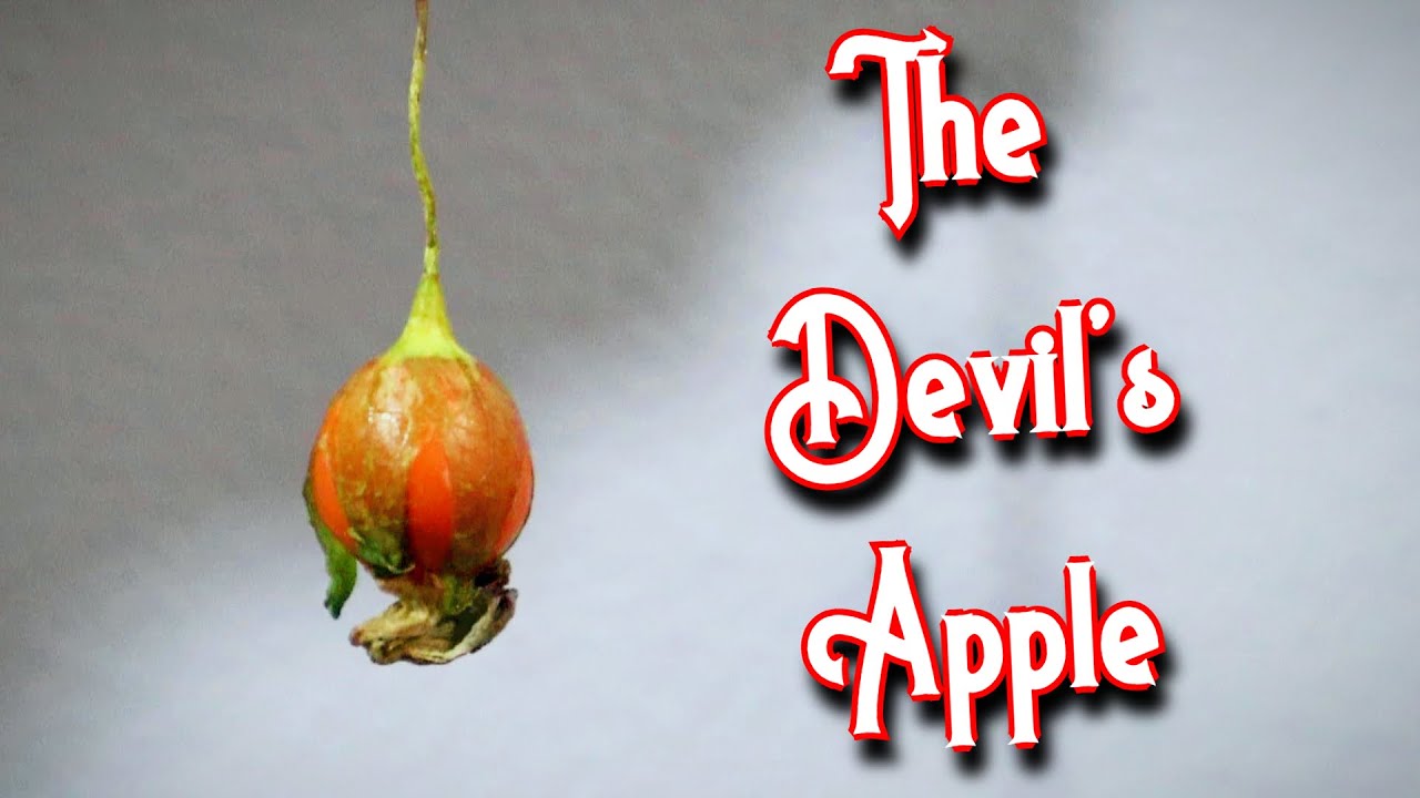ПЛОД МАНДРАГИ — Дегустация запретного плода корня мандрагоры — Weird Fruit Explorer