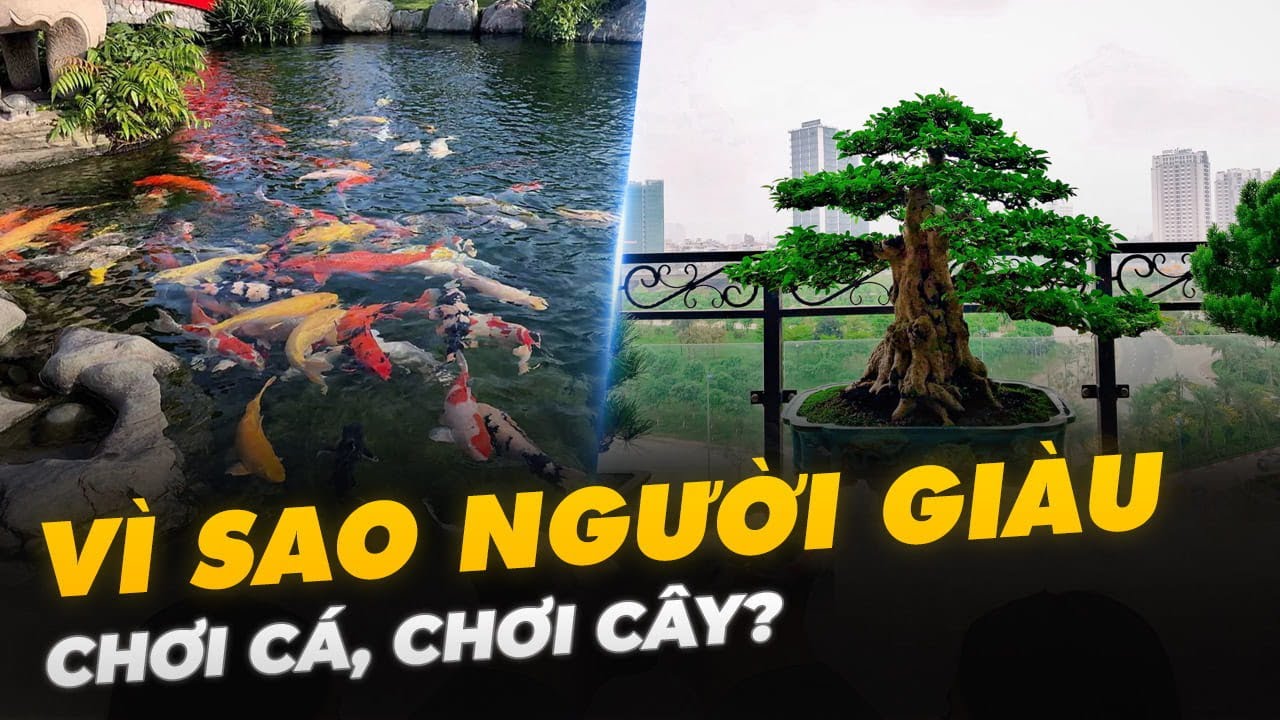 VÌ SAO NGƯỜI GIÀU CHƠI CÁ, CHƠI CÂY?