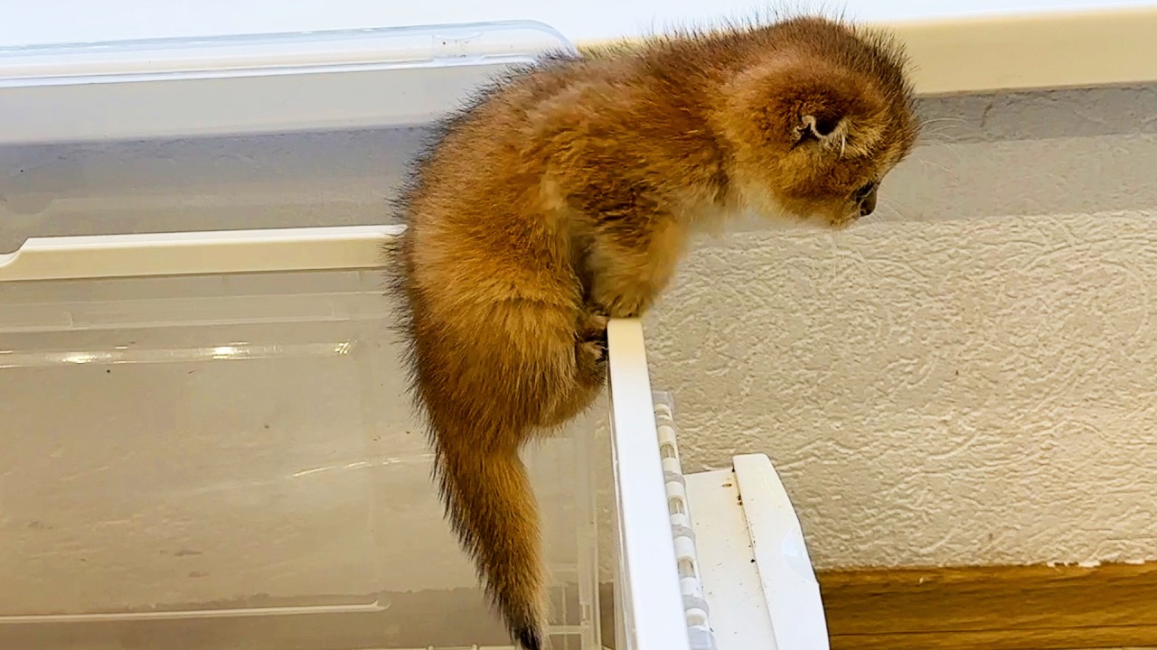 Foster kitten Michael leaves his home. Subtitles!