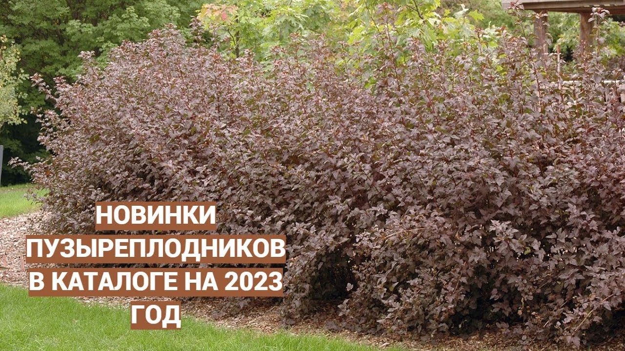 Пузыреплодник- лучший кустарник для вашего сада!