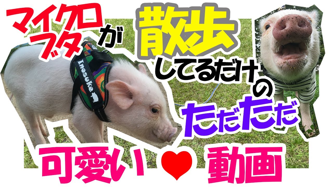 #6 【猪突猛進】自然をバックに見るマイクロブタがすこぶる可愛いかった【お散歩】