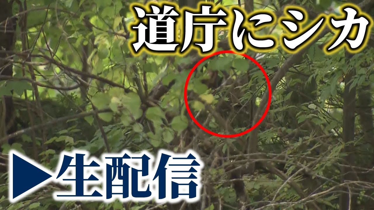 北海道庁にシカ出没【生配信】
