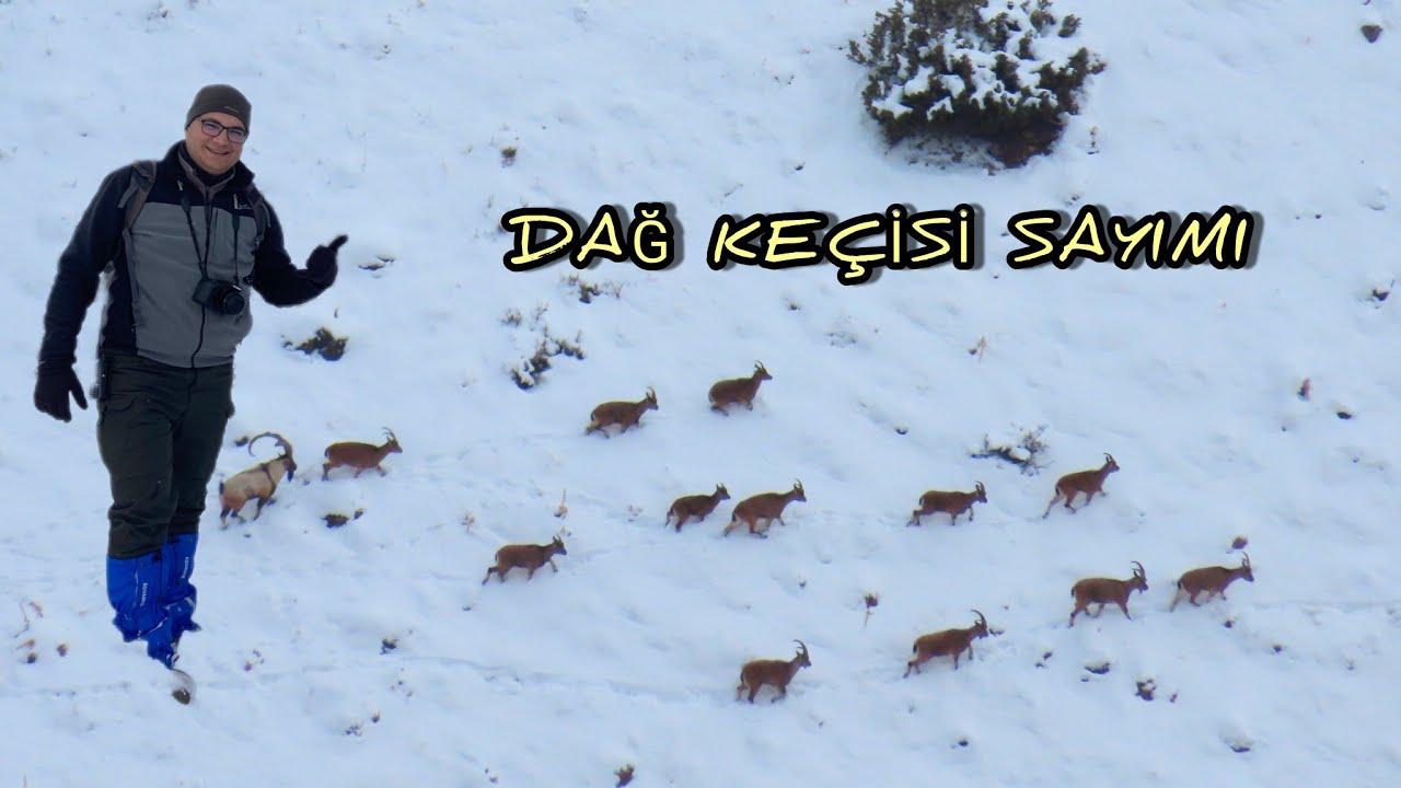 Aladağlar Yaban Ke&ccedil;isi Sayımı Aralık 2025