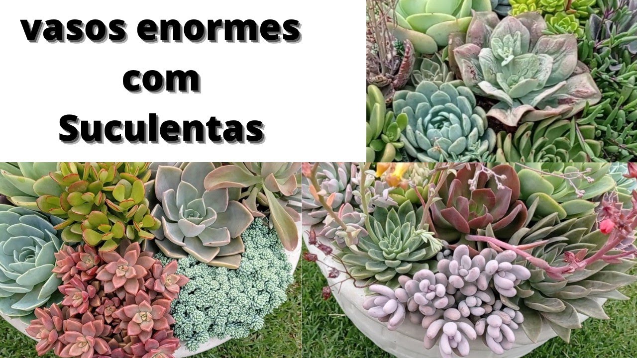 vasos grandes com suculentas e plantação de cactos.